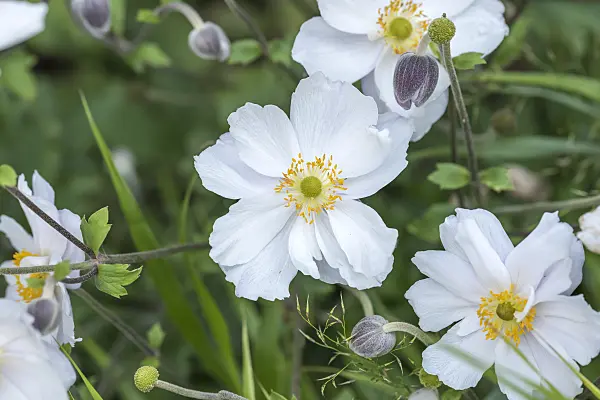 638031 - Windflower (Anemone x hybrida 'Dreaming Swan')
