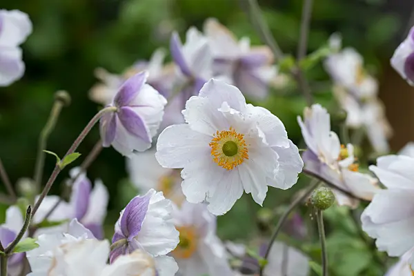 664038 - Windflower (Anemone x hybrida 'Dreaming Swan')