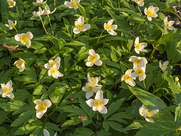 412023 - Windflower (Anemone x lipsiensis)