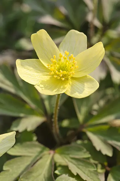 471068 - Windflower (Anemone x lipsiensis)