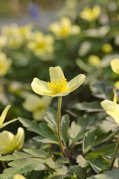 471069 - Windflower (Anemone x lipsiensis)
