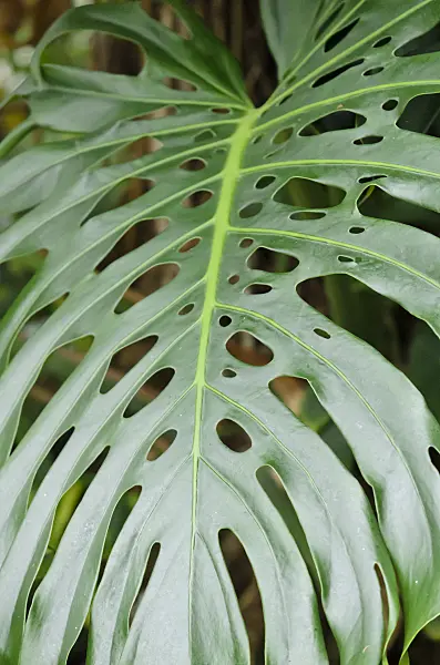 553090 - Window plant (Monstera)