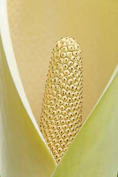 470055 - Window plant (Monstera epipremnoides)