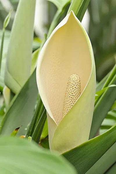 470056 - Window plant (Monstera epipremnoides)