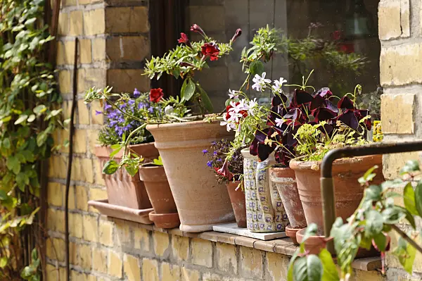 474352 - Window sill with potted plants