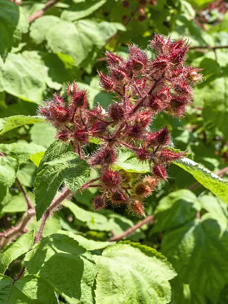 439107 - Wineberry (Rubus phoenicolasius)