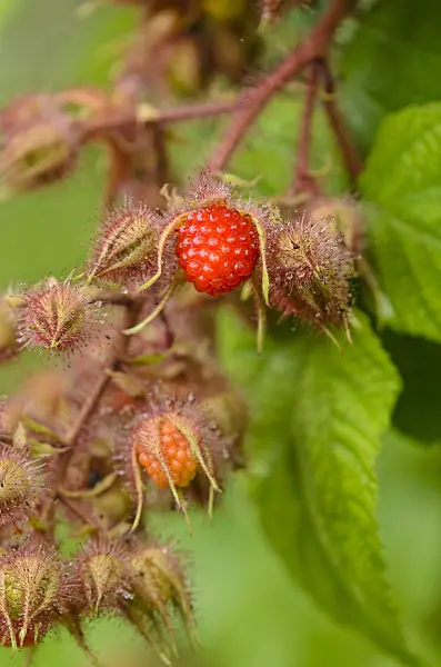 534366 - Wineberry (Rubus phoenicolasius)