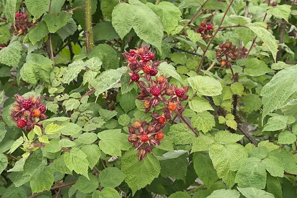 558339 - Wineberry (Rubus phoenicolasius)