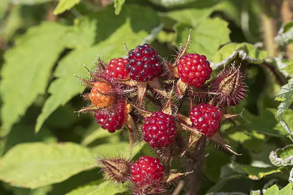 635156 - Wineberry (Rubus phoenicolasius)