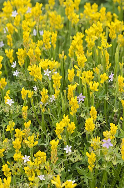533558 - Winged broom (Chamaespartium sagittale syn. Genista sagittalis)
