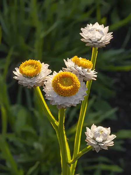 406031 - Winged everlasting (Ammobium alatum)