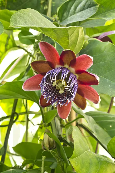 550002 - Winged-stem passion flower (Passiflora alata)