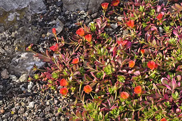 476155 - Wingpod purslane (Portulaca umbraticola)