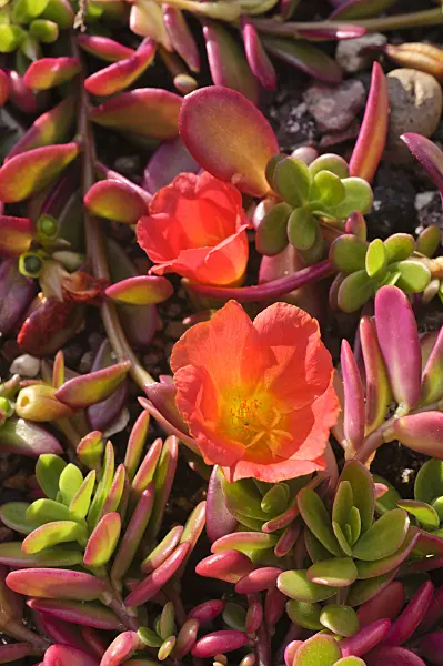 476156 - Wingpod purslane (Portulaca umbraticola)