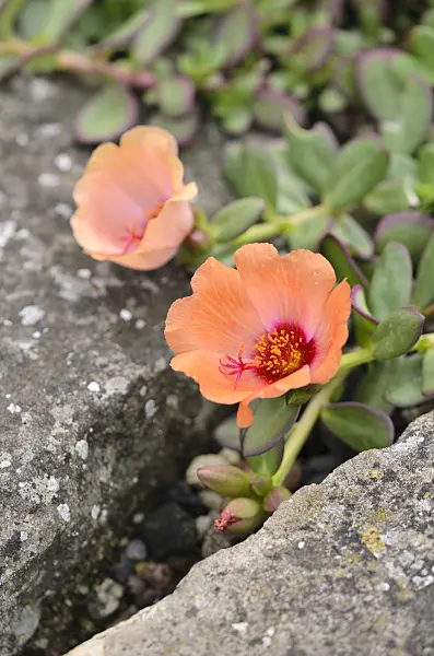 522089 - Wingpod purslane (Portulaca umbraticola)