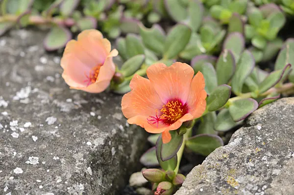 522090 - Wingpod purslane (Portulaca umbraticola)