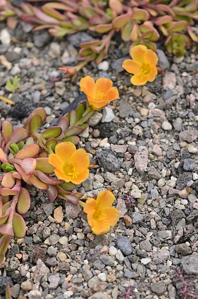 534112 - Wingpod purslane (Portulaca umbraticola)