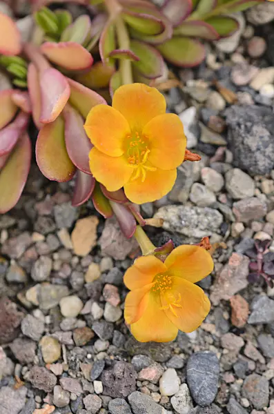 534113 - Wingpod purslane (Portulaca umbraticola)