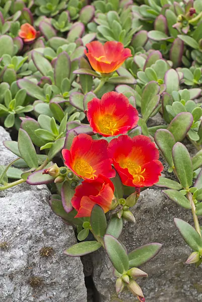 595026 - Wingpod purslane (Portulaca umbraticola)