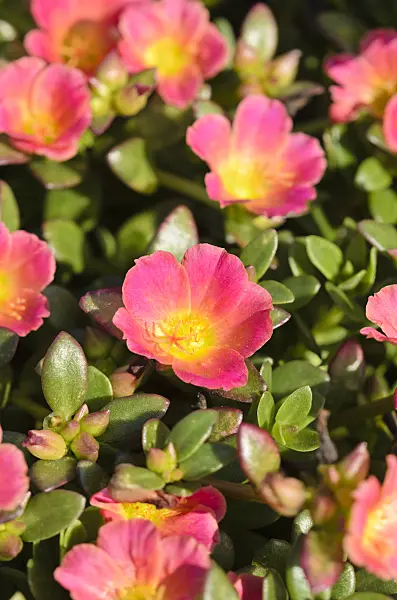 571063 - Wingpod purslane (Portulaca umbraticola 'Pazazz Salmon Glow')