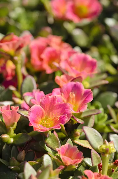 571064 - Wingpod purslane (Portulaca umbraticola 'Pazazz Salmon Glow')