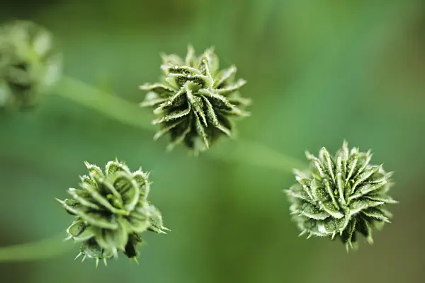 440186 - Wingstem (Verbesina alternifolia)