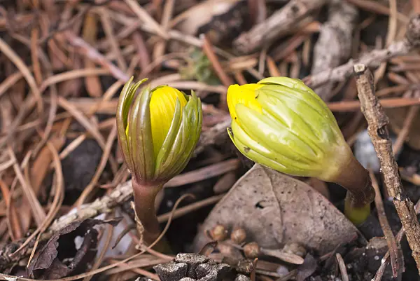 601005 - Winter aconite (Eranthis cilicica)