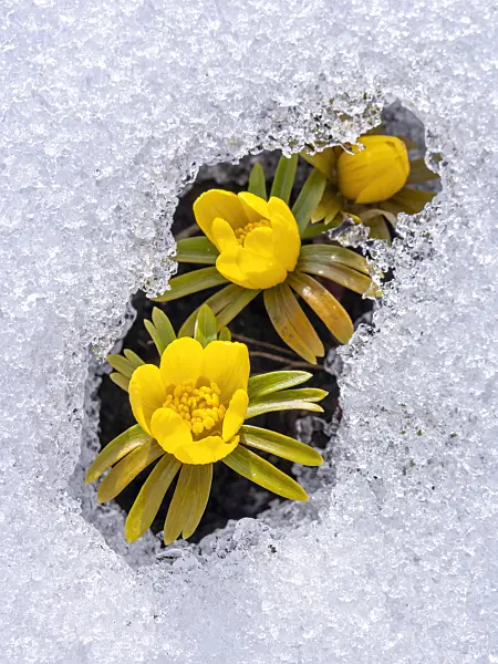 435176 - Winter aconite (Eranthis hyemalis)