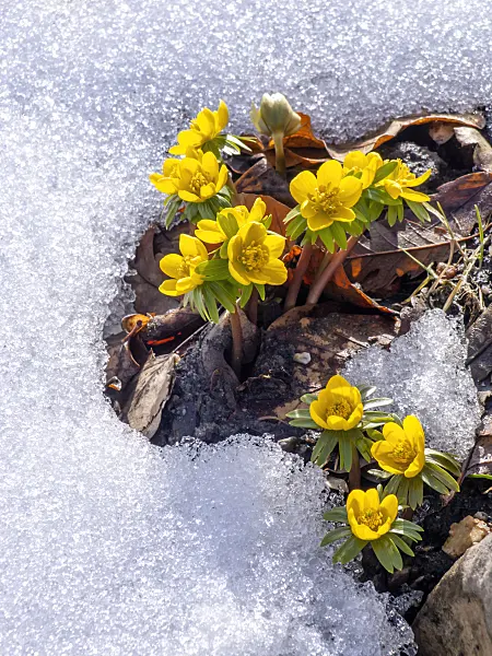 435178 - Winter aconite (Eranthis hyemalis)