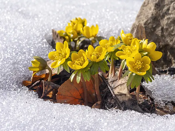 435179 - Winter aconite (Eranthis hyemalis)