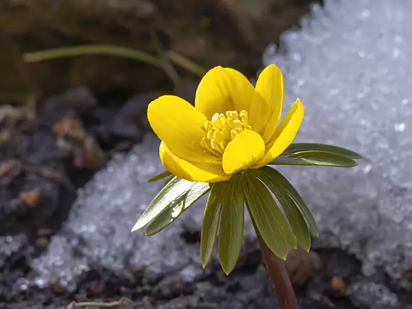 435180 - Winter aconite (Eranthis hyemalis)