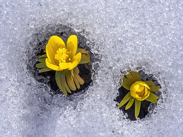 435186 - Winter aconite (Eranthis hyemalis)