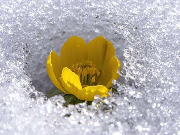435187 - Winter aconite (Eranthis hyemalis)
