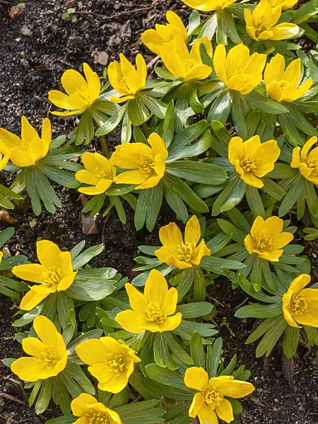 446018 - Winter aconite (Eranthis hyemalis)