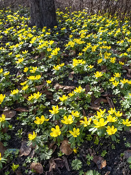 457001 - Winter aconite (Eranthis hyemalis)