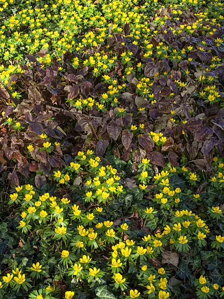 457002 - Winter aconite (Eranthis hyemalis)