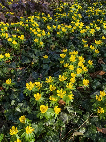 457003 - Winter aconite (Eranthis hyemalis)
