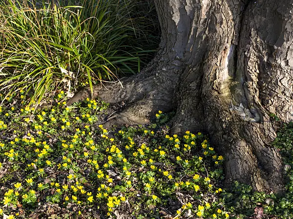 457005 - Winter aconite (Eranthis hyemalis)