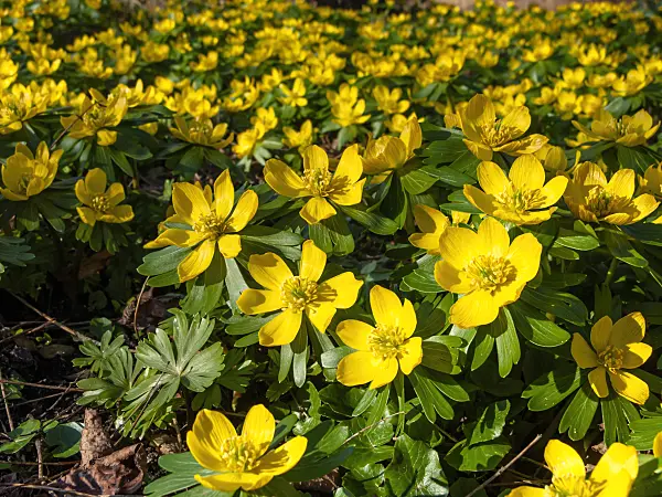 457006 - Winter aconite (Eranthis hyemalis)