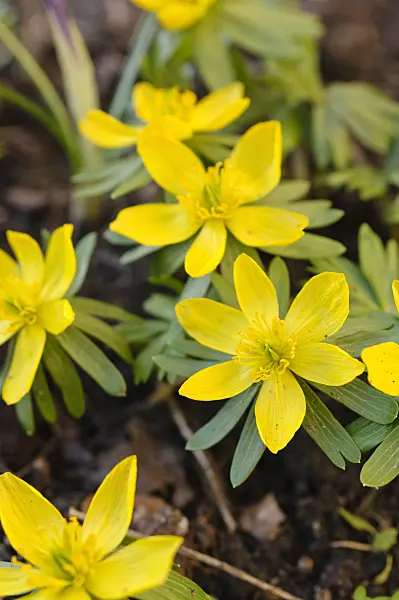 482055 - Winter aconite (Eranthis hyemalis)