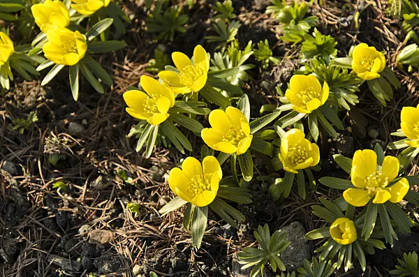494002 - Winter aconite (Eranthis hyemalis)