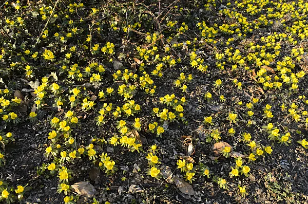 494013 - Winter aconite (Eranthis hyemalis)