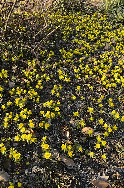 494014 - Winter aconite (Eranthis hyemalis)