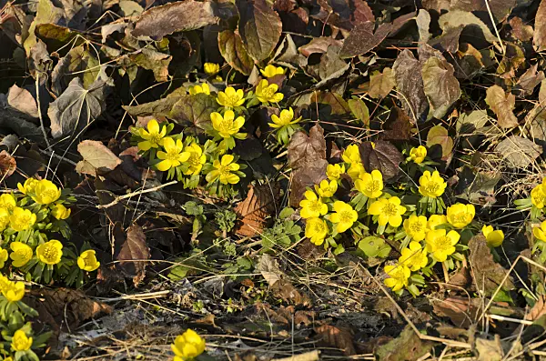 494015 - Winter aconite (Eranthis hyemalis)