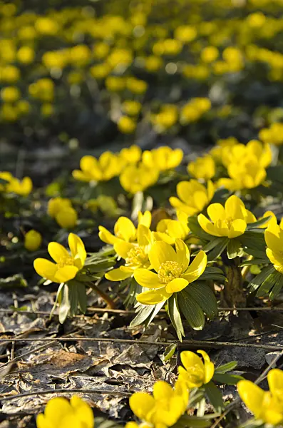494033 - Winter aconite (Eranthis hyemalis)