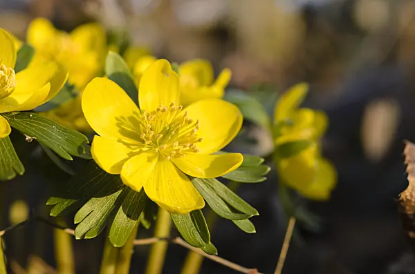 494036 - Winter aconite (Eranthis hyemalis)
