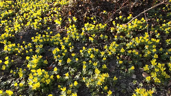 506018 - Winter aconite (Eranthis hyemalis)