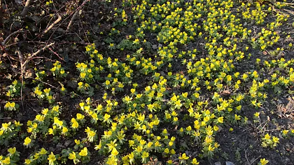 506019 - Winter aconite (Eranthis hyemalis)