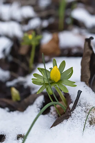 516020 - Winter aconite (Eranthis hyemalis)