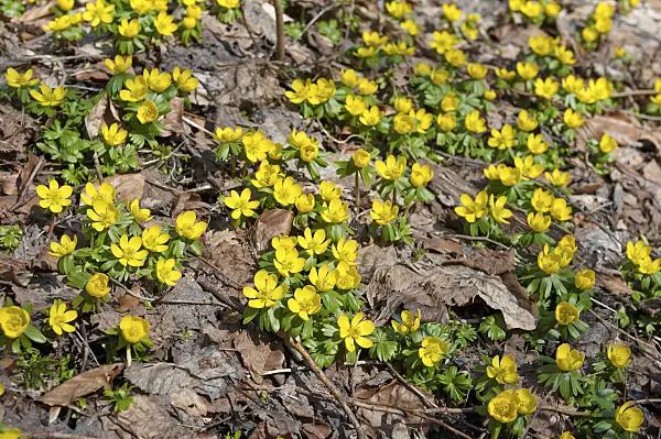 517438 - Winter aconite (Eranthis hyemalis)